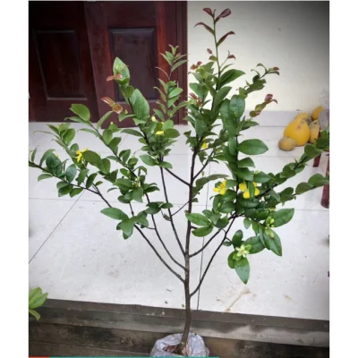 Mai tứ quý cao 1.2m đang hoa như hình