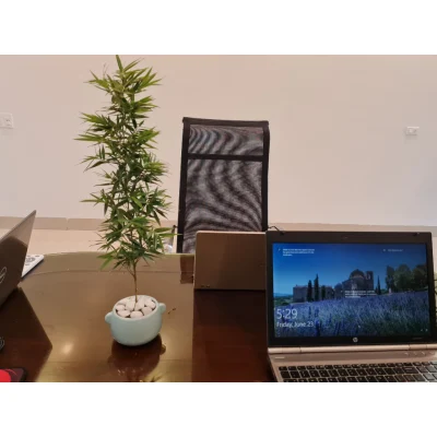 Trúc quân tử, Trúc Tre Mini để bàn làm việc.....,trang trí nội thất (Cây phong thủy)