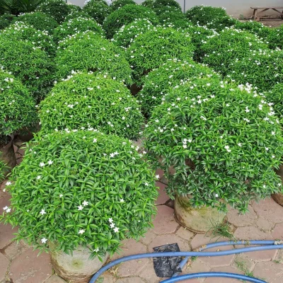 Cây mai vạn phúc size to đường kính 60-70cm trang trí khuôn viên sân vườn bể cá koi.
