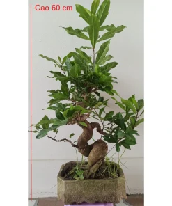 Cây lộc vừng cảnh, lộc vừng bonsai già thả nước  Vanh gốc 35cm ( sản phẩm tương tự như hình )