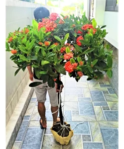 Cây hoa Mẫu Đơn cam , Cây mẫu đơn ( sản phẩm giống hình)