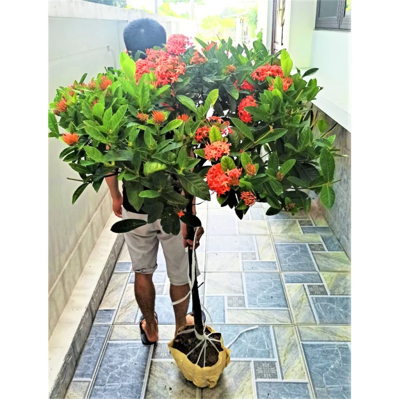 Cây hoa Mẫu Đơn cam , Cây mẫu đơn ( sản phẩm giống hình)
