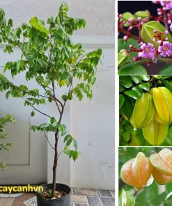 Cây giống khế bonsai, siêu quả hàng chuẩn ( CÂY ĐANG QUẢ, HOA NHƯ HÌNH)