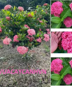 Cây hoa Mẫu Đơn cánh sen , Cây mẫu đơn( sản phẩm giống video)