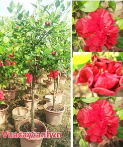 Hoa dâm bụt thái đỏ thoát thân( Cây như hình) cây cao từ 1.2 đến 1.5m thoát thân