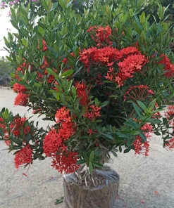 Cây hoa mẫu đơn (Như Hình) cao 50 -60 cm , tán ngang 40, 50 cm hoa như hình luôn