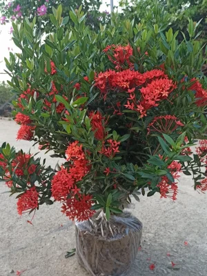 Cây hoa mẫu đơn (Như Hình) cao 50 -60 cm , tán ngang 40, 50 cm hoa như hình luôn