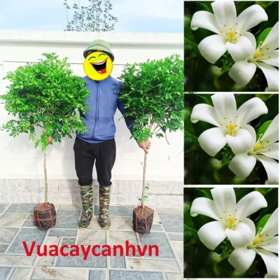 Cây nguyệt quế thoát thân cao 1.2 đến 1.5m (Cây như hình 1), nguyệt quế bonsai