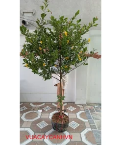Mai tứ quý cao 1.5m đang hoa như hình , Cây hàng thuần đang hoa( mua hàng được quay cho xem cây trực tiếp)