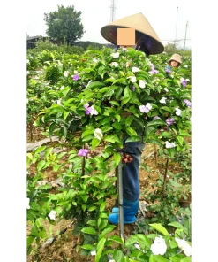 Nhài Nhật Thoát Thân [GIỐNG HÌNH ] đường kính tán 60 đến 70cm ( Đang hoa)