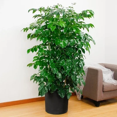 Cây hạnh phúc cao 1.3 đến 1.8m cây phòng khách, sân vườn( cây trồng trong nhà0