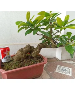 Cây lộc vừng cảnh, lộc vừng bonsai già thả nước , lộc vừng giống, Vanh gốc 35cm ( sản phẩm tương tự như hình )