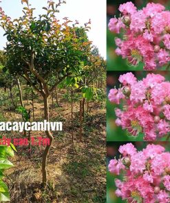 Cây tường Vi cánh hồng, tương vi bonsai cao 1.5 đến 1.8m thuần bầu. (Vanh gốc to thoát thân Như hình)