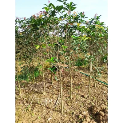 Mộc hương bụi , thoát thân, hoa thơm như hình