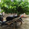 Cây hoa rẻ, Cây móng rồng thoá thân dáng tre cào 1.4 đến 1.7m