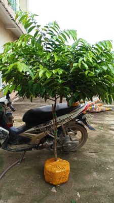 Cây hoa rẻ, Cây móng rồng thoá thân dáng tre cào 1.4 đến 1.7m