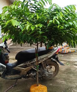 Cây hoa rẻ, Cây móng rồng thoá thân dáng tre cào 1.4 đến 1.7m