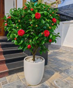 TRÀ TỨ QUÝ , Trà My tư quý cánh kép ( cây 100% đang nụ để chơi tết)