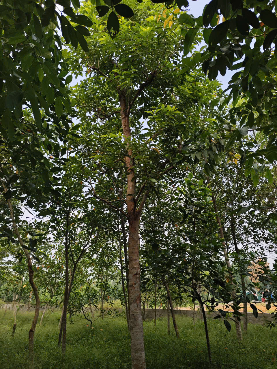 Cây vối nếp cao 5m - 8m vanh 45 đến 50 cm ( giá bao cẩu lên xe) Cây vối nếp cao 5m - 8m vanh 45 đến 50 cm ( giá bao cẩu lên xe)