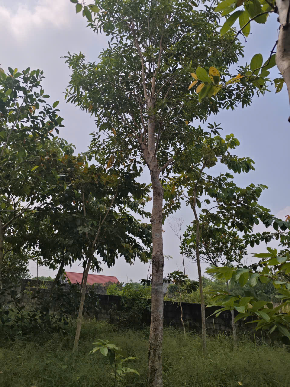 Cây vối nếp cao 5m - 8m vanh 45 đến 50 cm ( giá bao cẩu lên xe) Cây vối nếp cao 5m - 8m vanh 45 đến 50 cm ( giá bao cẩu lên xe)