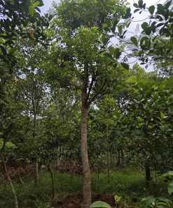 Cây vối nếp cao 5m - 8m vanh 45 đến 50 cm ( giá bao cẩu lên xe)